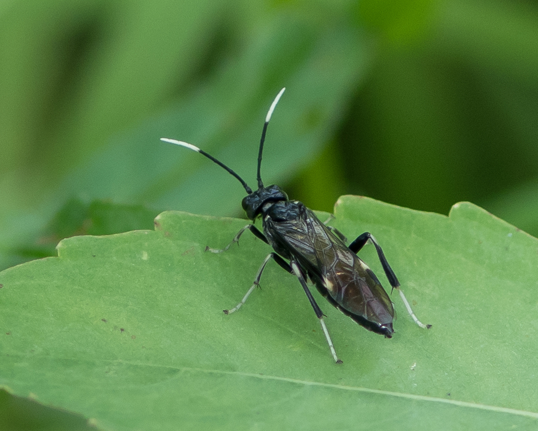 white-tipped_sawfly