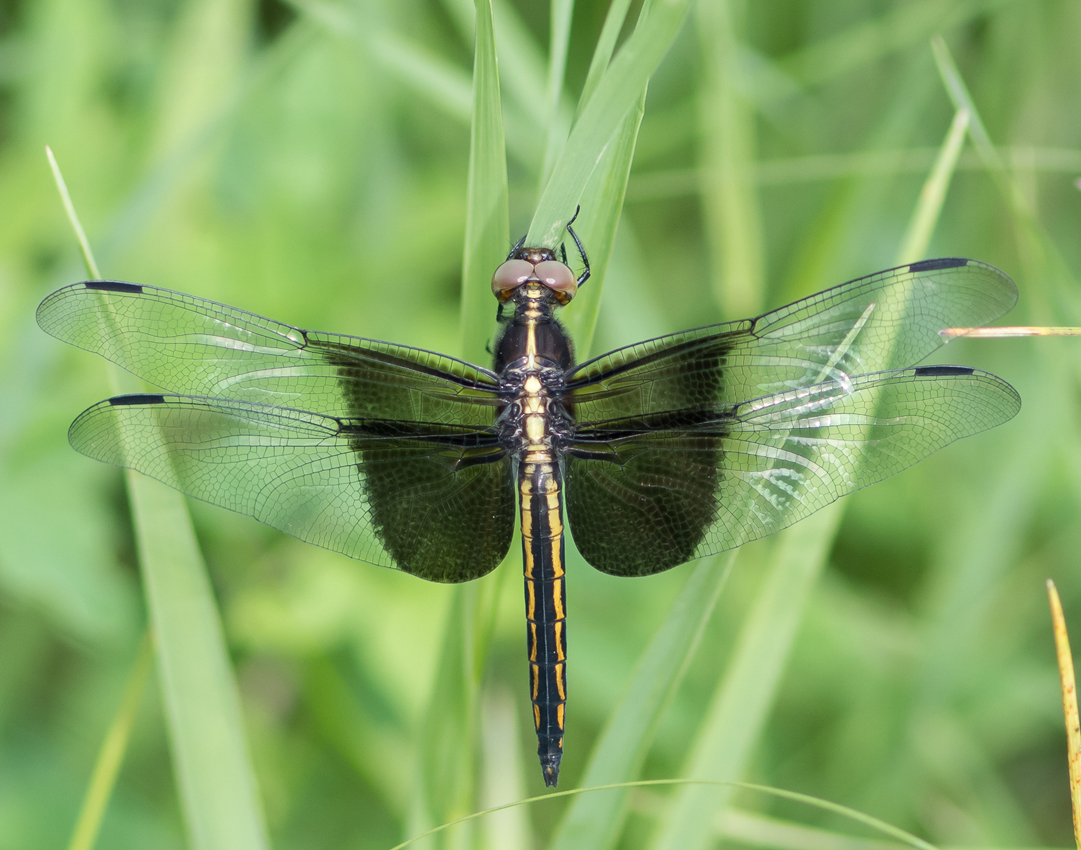 widow_skimmer_female