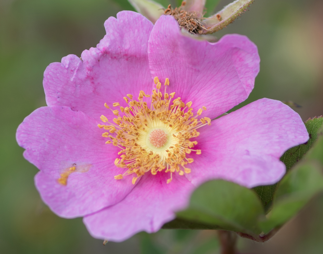 wild_rose