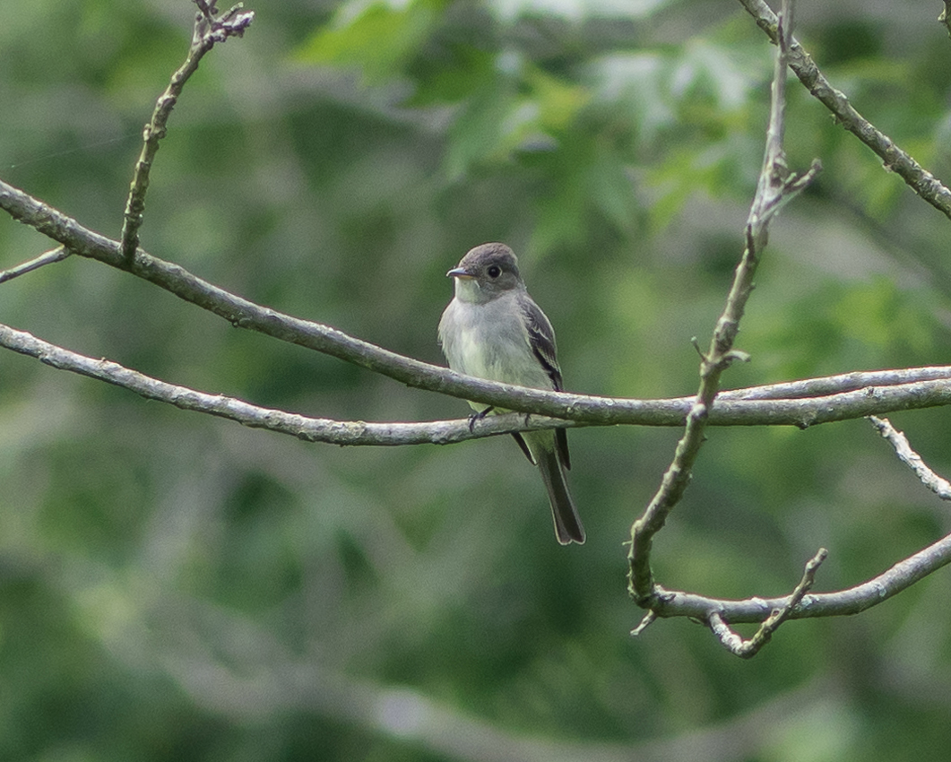 willow_flycatcher_checkout