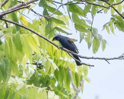 blue_grosbeak_male