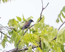 blue_grosbeak_male2