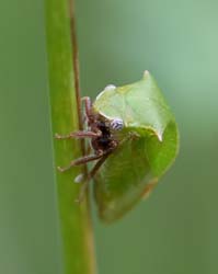 buffalo_treehopper