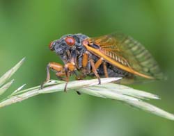 cicada2