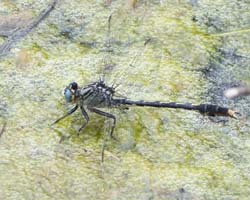 clubtail_dragonfly