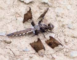 common_whitetail_female
