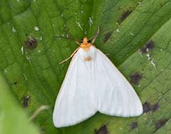 dogbane_tigermoth