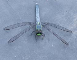 eastern_pondhawk_male