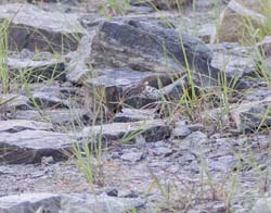 spotted_sandpiper