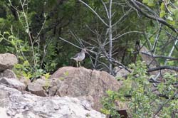 spotted_sandpiper_mom
