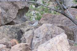 spotted_sandpiper_young