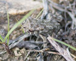 tiny_toad