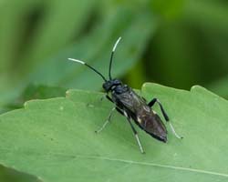 white-tipped_sawfly