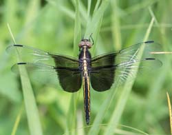 widow_skimmer_female