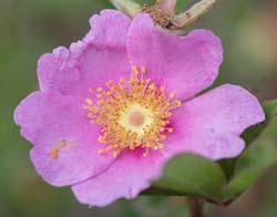 wild_rose