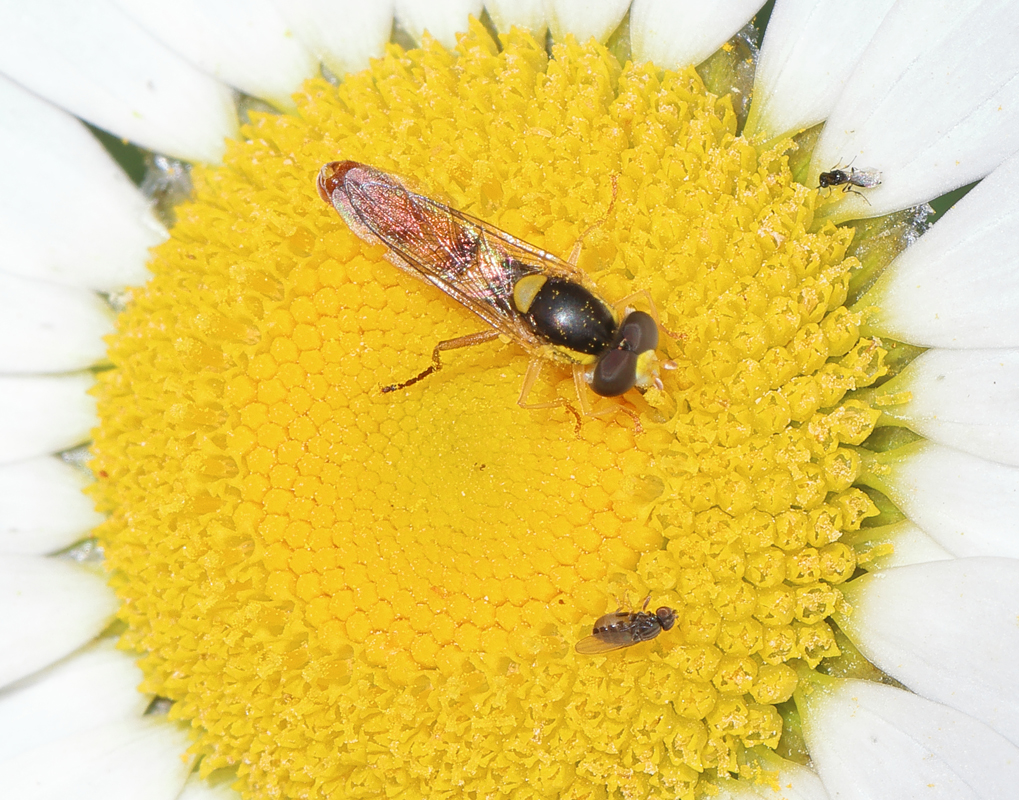 09_hoverfly