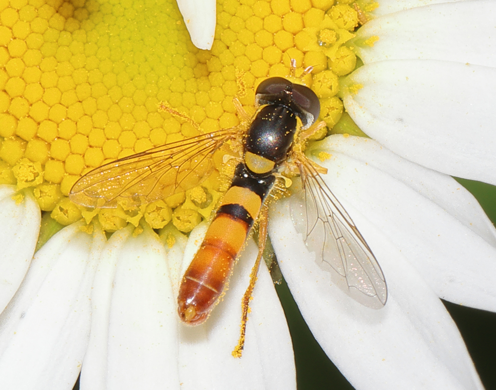 10_Sphaerophoria_scripta_hoverfly