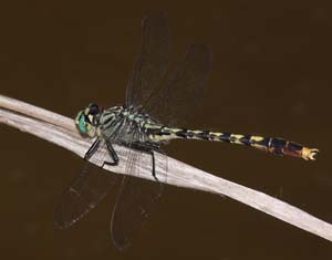 05_unicorn_clubtail