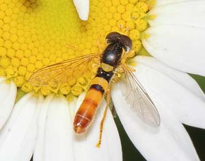 10_Sphaerophoria_scripta_hoverfly