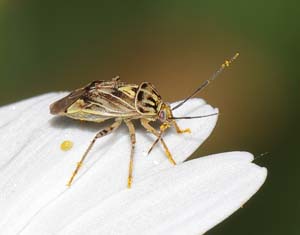 11_tarnished_plantbug