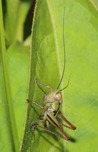 12_meadow_katydid