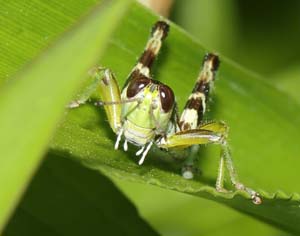 14_melanoplus_grasshopper