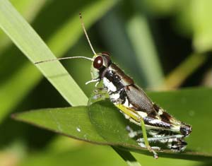 15_greenlegged_grasshopper