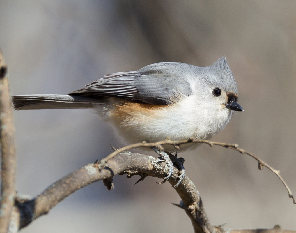 01_tufted_titmouse