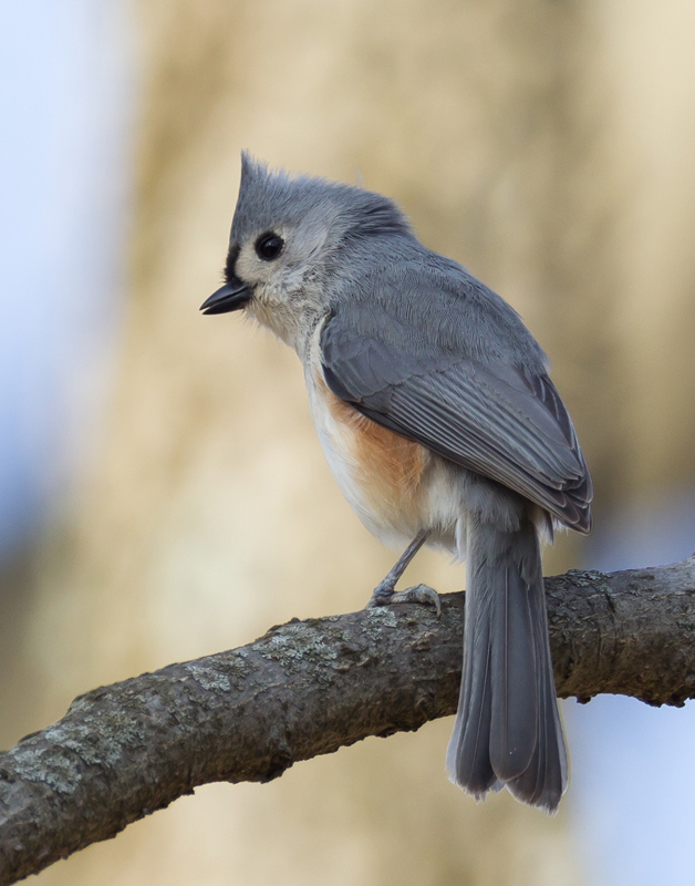 02_tufted_titmouse
