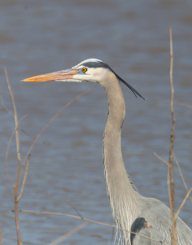 03_greatblue_heron