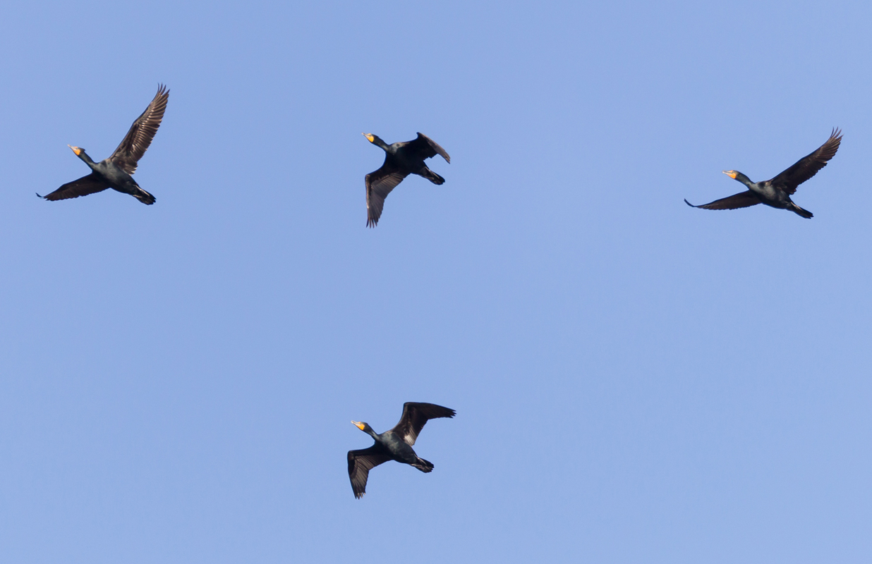 04_cormorants