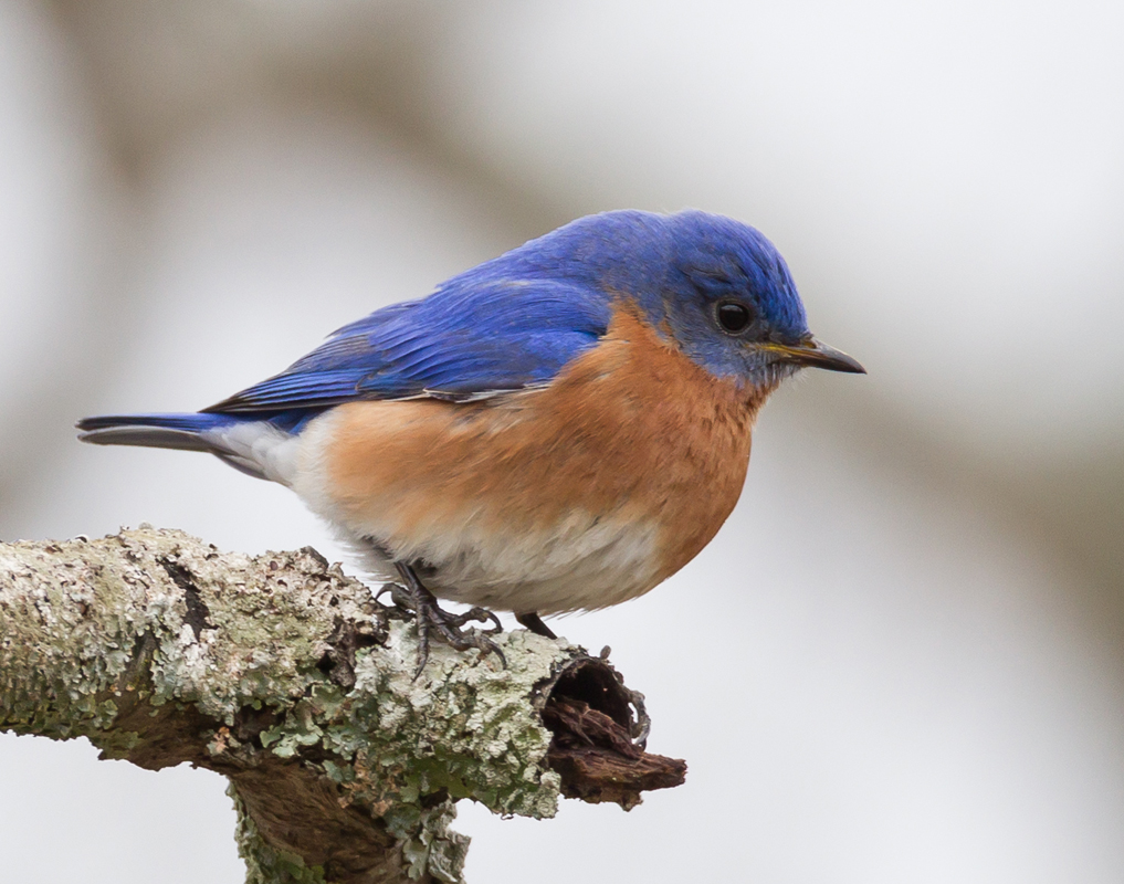 06_bluebird_male