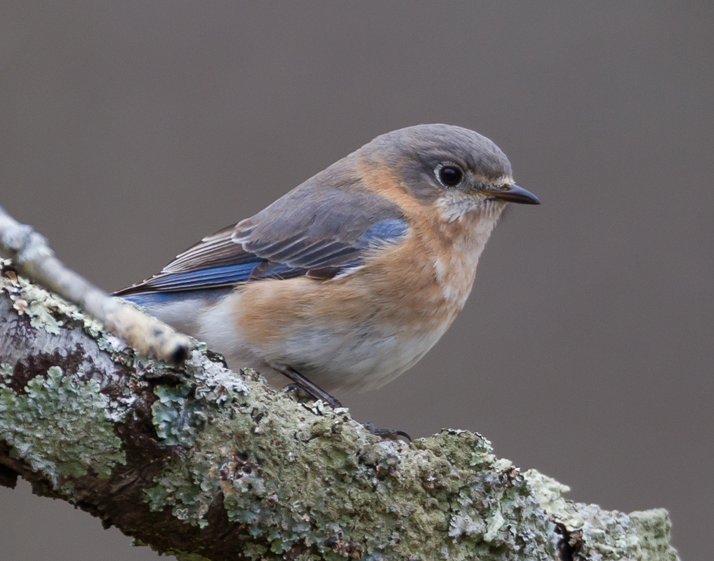 07_bluebird_female
