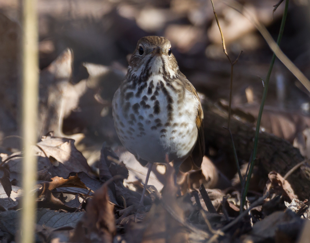 10_hermit_thrush