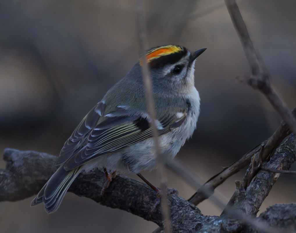 12_golden_crowned_kinglet_male