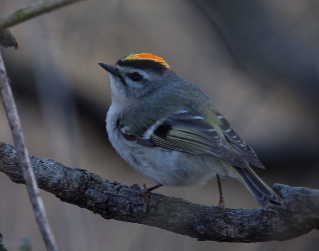 13_golden_crowned_kinglet_male