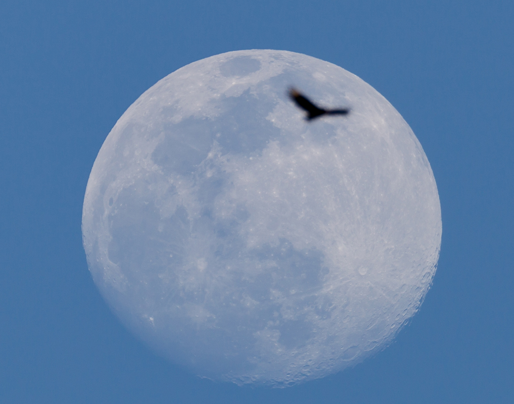 15_lunar_vulture