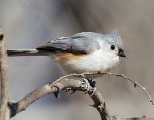 01_tufted_titmouse