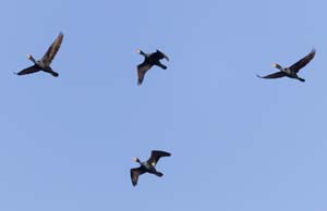04_cormorants