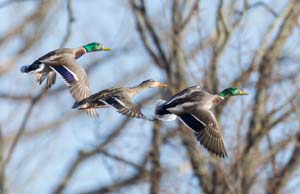 05_mallard_flyby