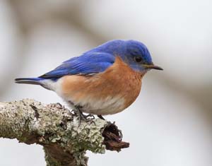 06_bluebird_male
