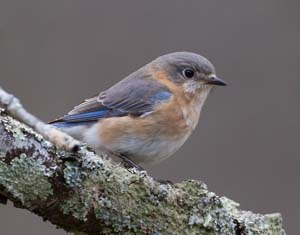 07_bluebird_female