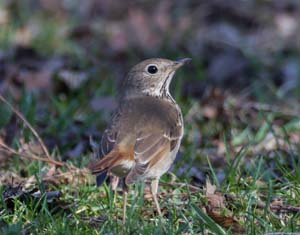 08_hermit_thrush