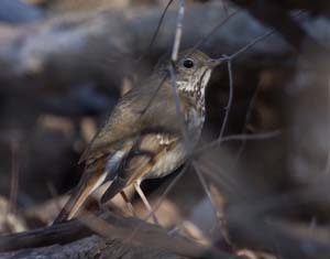 09_hermit_thrush