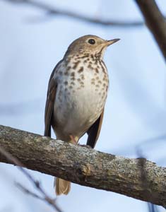 11_hermit_thrush