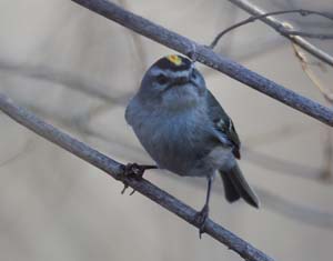 14_golden_crowned_kinglet_male