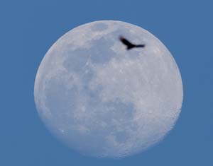 15_lunar_vulture