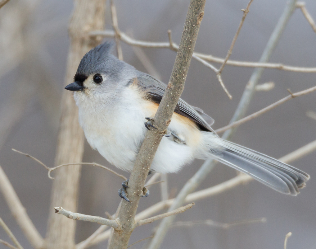 03_Tufted_Titmouse