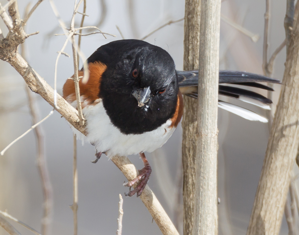 05_Male_Towhee