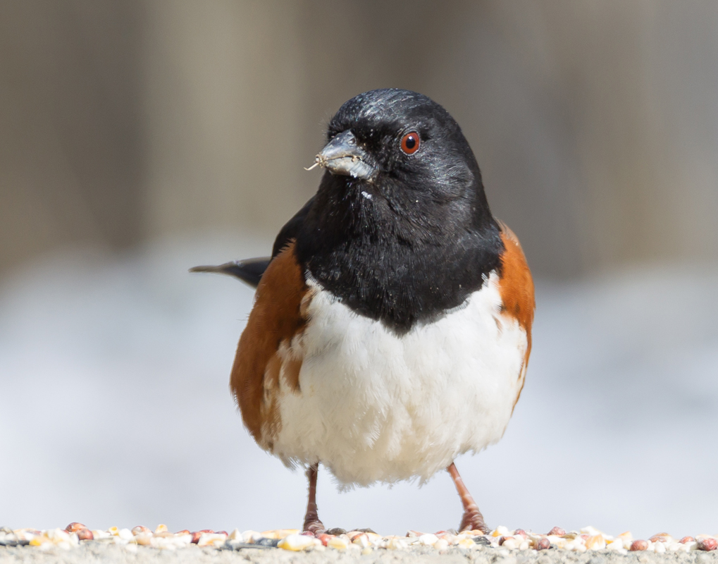 06_Male_Towhee